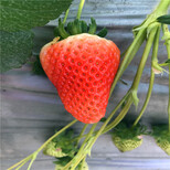 新品种宝交早生草莓苗批发、宝交早生草莓苗出售基地图片0