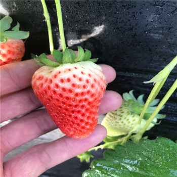 达娜草莓苗一亩地产量多少斤