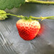 新品种宝交草莓苗出售价格、宝交草莓苗出售