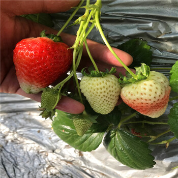 以斯列二号草莓苗价格多少钱、以斯列二号草莓苗基地