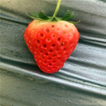 新品种幸之花草莓苗报价、幸之花草莓苗多少钱一株图片2