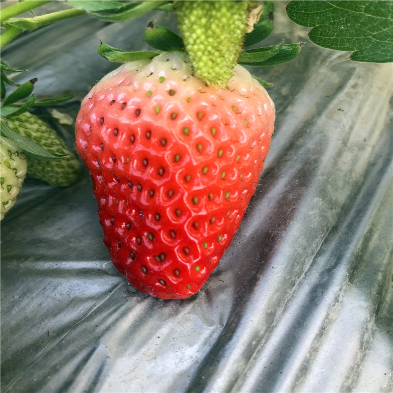 新品种宝交早生草莓苗批发、宝交早生草莓苗出售基地