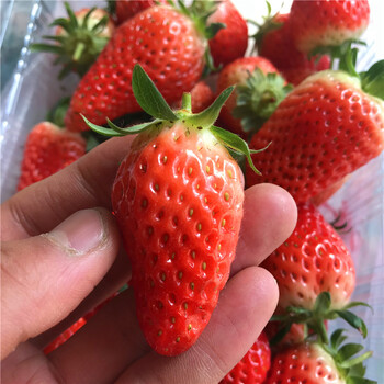 新品种妙香草莓苗出售价位、妙香草莓苗价格