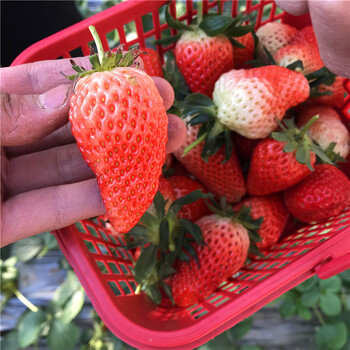新品种哈尼草莓苗出售价位、哈尼草莓苗价格