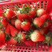 2018年四季草莓苗多少钱四季草莓苗批发出售