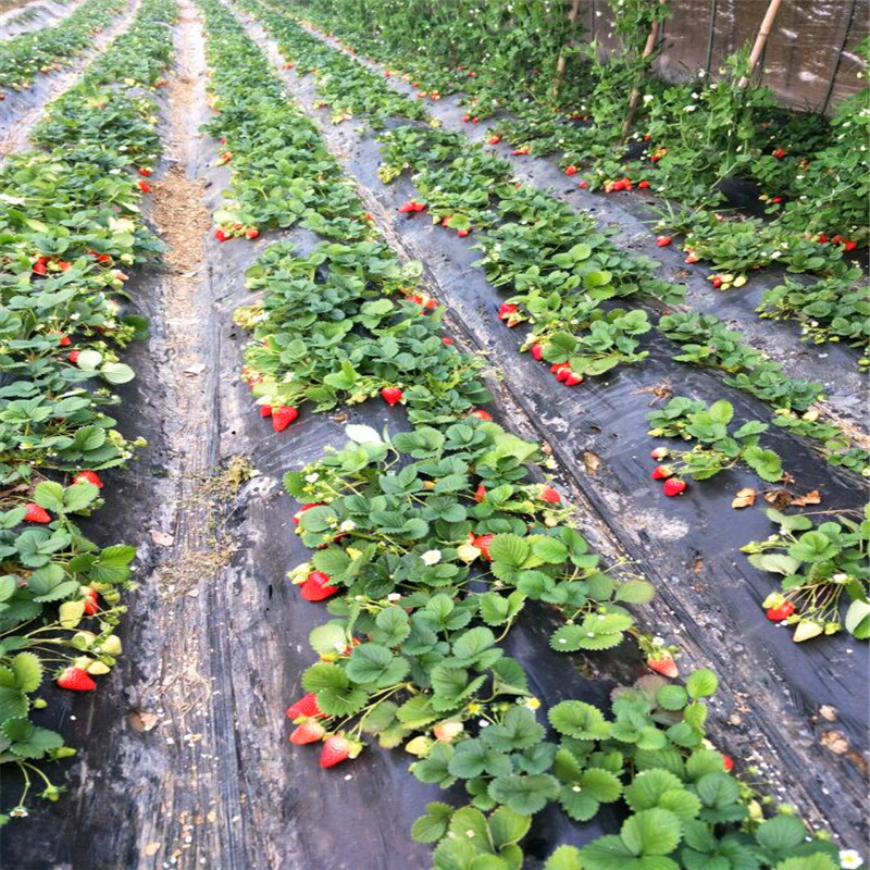 新品种塞娃草莓苗哪里有、塞娃草莓苗出售供应