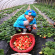 基地出售幸之花草莓苗幸之花草莓苗批发基地图片