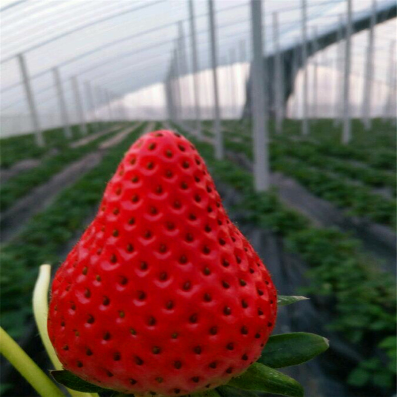 新品种以斯列二号草莓苗报价、以斯列二号草莓苗钱