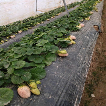 新品种红夏草莓苗批发出售、红夏草莓苗批发多少钱
