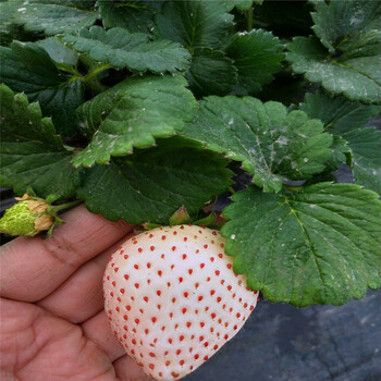 附近哪里有草莓种苗草莓种苗批发基地