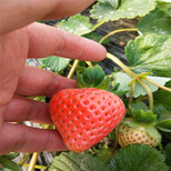 新品种幸之花草莓苗报价、幸之花草莓苗多少钱一株图片4