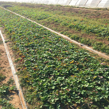 燕香草莓苗销售基地、燕香草莓苗新品种