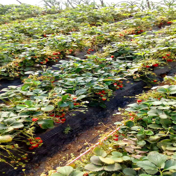 美德莱特草莓苗批发基地、美德莱特草莓苗价格