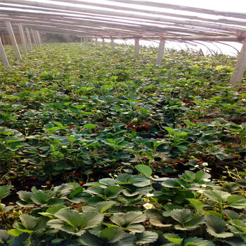 今年达娜草莓苗批发价格达娜草莓苗出售基地