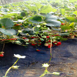 购买幸之花草莓苗什么价幸之花草莓苗批发出售图片3