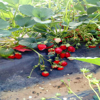 新品种红袖添香草莓苗价格红袖添香草莓苗批发出售