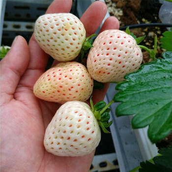 白色草莓苗出售、白色草莓苗新品种