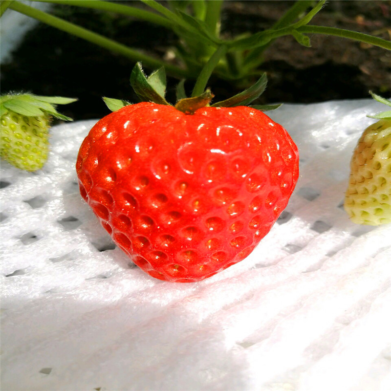 新品种爱娘草莓苗什么价格、爱娘草莓苗出售批发