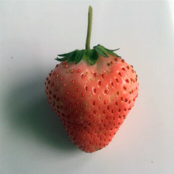 新品种雪里香草莓苗出售多少钱、雪里香草莓苗批发多少钱