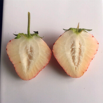 新品种明日香珍珠草莓苗销售价格明日香珍珠草莓苗供应