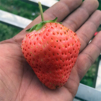 基地出售草莓幼苗草莓幼苗多少钱一棵