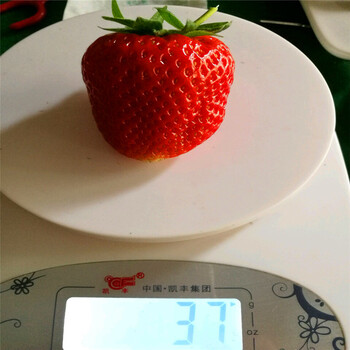新品种女峰草莓苗哪里出售、女峰草莓苗多少钱一株