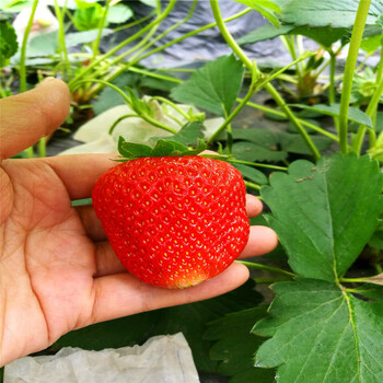 新品种佐贺清香草莓苗销售价格佐贺清香草莓苗供应