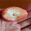 新品种日本99号草莓苗什么价格、日本99号草莓苗价格多少