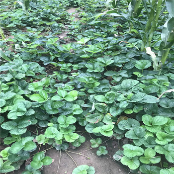 今年京桃香草莓苗销售价格京桃香草莓苗出售基地