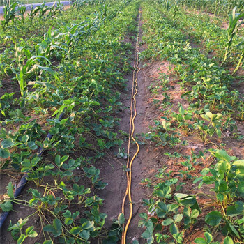京怡香草莓苗大棚种植技术