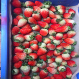 新品种宝交早生草莓苗批发、宝交早生草莓苗出售基地图片3