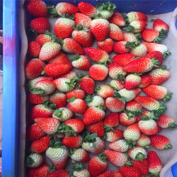 新品种辛香草莓苗销售价格辛香草莓苗出售基地