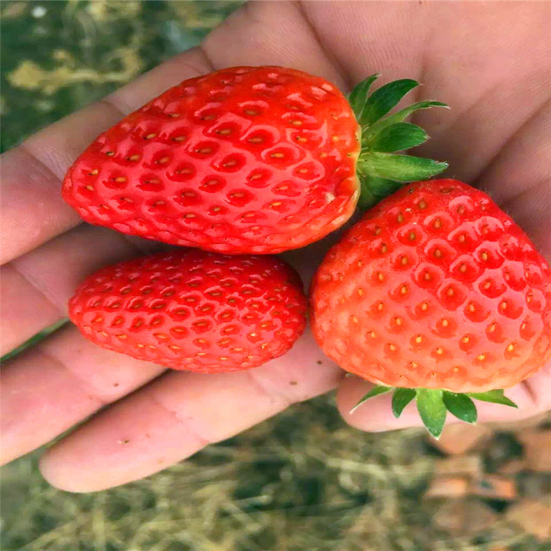 2018年公主草莓苗基地、公主草莓苗出售基地