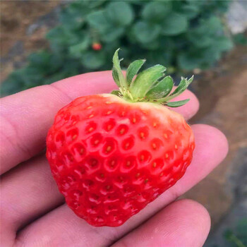 新品种童子一号草莓苗出售价钱、童子一号草莓苗批发多少钱