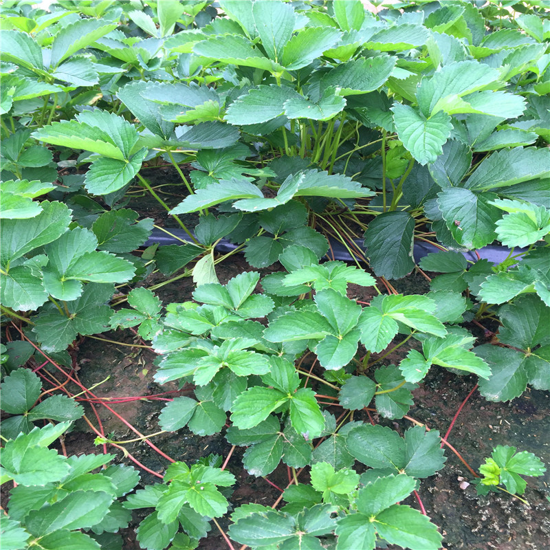 四季美德莱特草莓苗出售价格