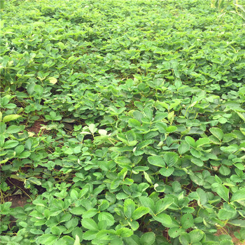 吉马草莓苗批发基地、吉马草莓苗基地