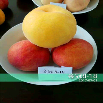 櫻桃小苗出售基地