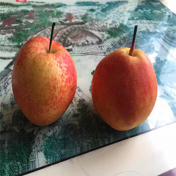 新品種紅酥脆梨樹苗紅酥脆梨樹苗價錢多少