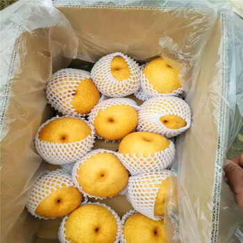 哪里有賣(mài)紅啤梨樹(shù)苗紅啤梨樹(shù)苗出售