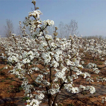 新品種無花果小苗山東無花果小苗批發(fā)價格