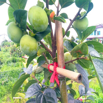 奧紅一號(hào)梨樹(shù)苗什么價(jià)格、奧紅一號(hào)梨樹(shù)苗批發(fā)價(jià)錢(qián)