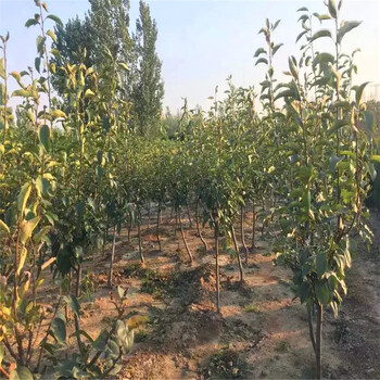 購(gòu)買愛黨梨樹苗愛黨梨樹苗什么價(jià)格