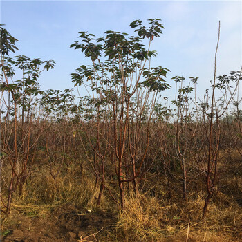 櫻桃小苗基地山東櫻桃小苗批發(fā)出售