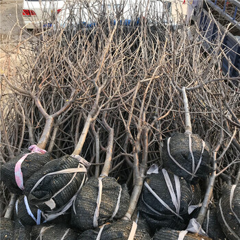 新品種花椒幼苗花椒幼苗批發(fā)價(jià)格多少錢