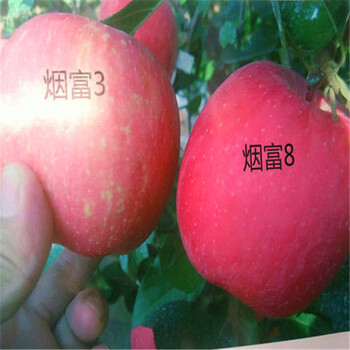 黃元帥蘋果苗一棵多少錢、黃元帥蘋果苗批發(fā)價(jià)錢