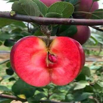 柱狀蘋果苗批發(fā)單價(jià)、柱狀蘋果苗批發(fā)價(jià)格多少