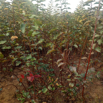 紅肉蘋果苗批發(fā)廠家、紅肉蘋果苗批發(fā)基地