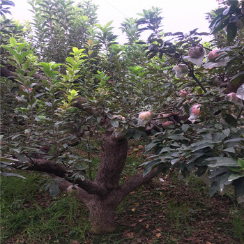 今年泰山香椿樹苗泰山香椿樹苗供應批發(fā)