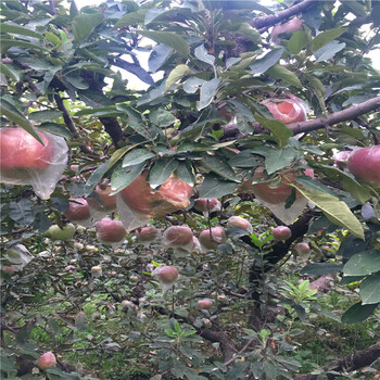紅富士蘋果苗出售單價(jià)、紅富士蘋果苗價(jià)格哪里便宜