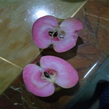 花牛蘋果苗批發(fā)、花牛蘋果苗批發(fā)價(jià)格多少